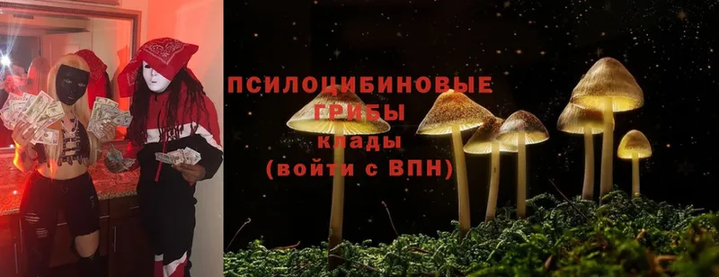 Галлюциногенные грибы Psilocybe  Гаврилов Посад 